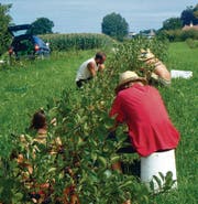 Ernte 2010 in Tägerwilen: In Handarbeit werden die Beeren vom Strauch gepflückt. (Bild: pd/Veiko Hellwig)