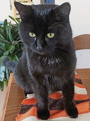 Wer kennt diesen Kater? (Bild: pd)