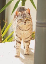 Wer eine Katze füttert, der ist für sie verantwortlich. (Bild: fotolia)