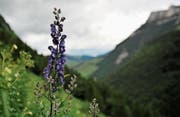 In botanischer Sicht bietet der Kanton St. Gallen eine besonders grosse Vielfalt. (Bild: Urs Jaudas)