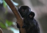 Noch ist nicht klar, ob das kleine Äffchen weiblich oder männlich ist. (Bild: Walter Zoo/Evelyne Eichenberger)