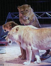 Gemäss TIR sieht man unter anderem an den angelegten Ohren und dem Fauchen, dass die Löwen keinen Spass daran haben. (Bild: PD)