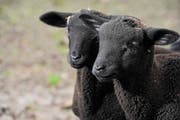 In einem landwirtschaftlichen Betrieb in Iselisberg ist es zu einer Tragödie gekommen: 200 Schafe sind gestorben. (Bild: Donto Caspari/Symbolbild)
