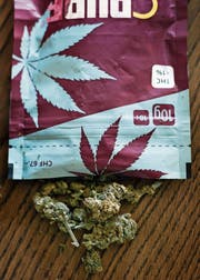 THC-armes Cannabis steht derzeit hoch im Kurs. (Bild: Christian Beutler/Keystone)