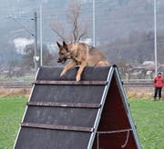 Die Hunde zeigten an der Weihnachtsprüfung gute Leistungen. (Bild: PD)