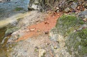 Eine rote Brühe fliesst in die Aach, wo das Leben nur langsam zurückkehrt, nachdem im letzten Herbst wiederholt Gülle eingeleitet worden ist. (Bild: Markus Schoch)