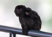 Das kleine Äffchen springt noch nicht herum - es lässt sich lieber tragen. (Bild: Walter Zoo/Evelyne Eichenberger)