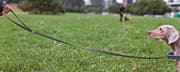 Die Wiler Hundehalter wehren sich dagegen, dass ein Hund in einer öffentlichen Grünanlage, wo das Tier nicht stört, angeleint werden muss. (Bild: Gaëtan Bally/KEY)