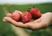 Nicht nur die Erdbeeren litten unter dem Hagelsturm von Ende Mai. (Bild: Reto Martin)
