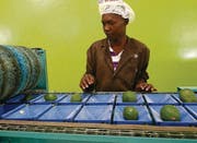 Avocados werden verpackt: Der Sifem unterstützt unter anderem die Firma AvoHealth in Kenia. (Bild: SIFEM)