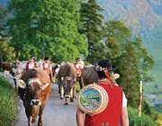 Reportage Alpsommer: Alpaufzug (Bild: Urs Bucher (Urs Bucher))