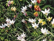 Sie sind kein Spekulationsobjekt: Wildtulpen. (Bild: Urs Stieger)