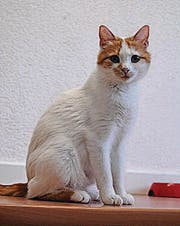 Micha (links) sucht einen neuen Platz, die Dreifarbige (Mitte) wird vermisst, die Tigerkatze ist zugelaufen. (Bilder: pd)