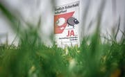 Ein Plakat der SVP zur Durchsetzungs-Initiative, die an der Urne abgelehnt wurde, steht in einem Feld in Sitterdorf. (Bild: Benjamin Manser (Februar 2016))