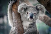 Bild: WWF Schweiz