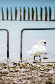 Alleine in der Badi (Bild: Reto Martin)