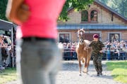 Die Pferde von Ulrich K. wurden am Donnerstag im bernischen Schönbühl verkauft. (Bild: ANTHONY ANEX (KEYSTONE))