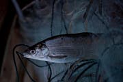 Der Felchen, Hauptfisch im Bodensee, findet heute weniger Nahrung als früher – er muss sich anpassen. (Bild: Luca Linder)