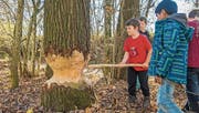 Baumeister Biber hinterlässt gut sichtbare Spuren. (Bild: PD)