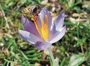 Frühlingserwachen in Azmoos (Bild: Balser Fried)