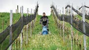 Winzer Benno Forster mäht das hohe Gras zwischen seinen Rebstöcken, um dem drohenden Frost entgegenzuwirken. (Bild: Mario Testa)