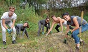Baselbieter Gymnasiasten jäten beim Pro-Natura-Biotop tüchtig Unkraut. (Bild: Margrith Pfister-Kübler)