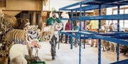 Der Aargauer Tierpräparator Walter Benz bringt die Sammlung von Hanspeter Greb in seine Lagerhalle in Wettingen. (Bild: Sandra Ardizzone)