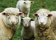 Lämmerzeit: Diese Schafe sind gut versorgt und konnten in Ruhe ablammen. Andernorts, in Tägerwilen, ist es Artgenossen schlecht ergangen. (Bild: Reto Martin)