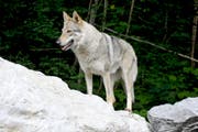 Wölfe werden nicht zum Abschuss freigegeben. (Bild: Keystone)