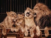Zirkusfans werden künftig Löwen in der Manege des Circus Royal bestaunen können. (Bild: fotolia/Andrejs Pidjass)