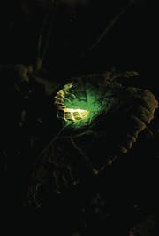 ...um in der Nacht für die suchenden Männchen sichtbar zu sein. (Bild: Patrick Steinmann)