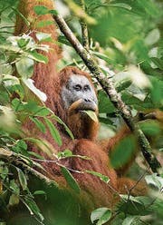 Gefährdete Orang-Utans. (Bild: PD)