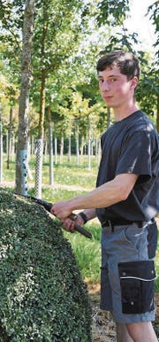 Philipp Keller schneidet einen Buchs zu einer Kugel. (Bild: Yvonne Aldrovandi-Schläpfer)