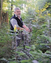 Ernst Ammann in einem verjüngten Waldstück. (Bild: Olivia Hug)