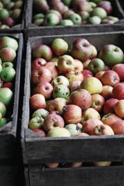 Bei der Obstannahmestelle Waldkirch kann man sich nicht erinnern, dass die Ernte mal schlechter war als dieses Jahr. (Bild: Manuela Jans)