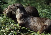 River otter (Bild: WWF Schweiz)