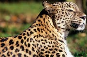 Persian Leopard (Bild: WWF Schweiz)