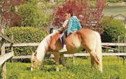 Wieder im Programm: Die beliebten Pferde- und Pony-Angebote. (Bild: pd)
