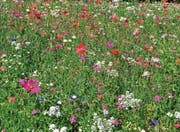 Solche Blumenwiesen sucht der Ausserrhoder Bauernverband – und zeichnet sie aus. (Bild: PD)