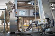 Der Melkroboter erfasst automatisch Daten über Milchleistung, Aktivität und Melkzeitpunkt der Kühe. (Bild: Ralph Ribi)
