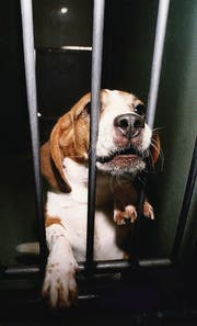 600 000 Tiere werden hierzulande jährlich für Versuche eingesetzt. (Bild: ky/Michael Kupferschmidt)