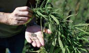 Eine von vielen Nutzungsmöglichkeiten: Hanfsamen werden ohne Verarbeitung als Lebensmittel eingesetzt oder dienen als Grundlage zur Extraktion von Hanföl. (Bild: G. Ehrenzeller/KEY)