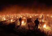 Am 28. April 2016 schützten Weinbauern in der Bündner Herrschaft ihre Reben mit Frostkerzen. (Bild: Gian Ehrenzeller/Keystone, 28.4.2016)