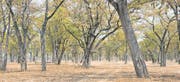 Lichter Wald im Luangwatal – hier fährt man stundenlang auf traumhaften Wegen. (Bild: matembezi.ch)