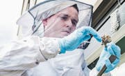 David Hablützel entfernt mit Vorsicht ein kleines Wespennest von einem Rollladenkasten. (Bild: Thi My Lien Nguyen)