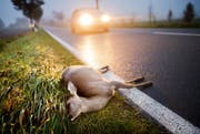 In Mels begingen zwei Autofahrer nach einem Wildunfall Fahrerflucht. (Bild: DPA)