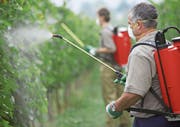 Rund 60 Prozent des Fungizidverbrauchs gehen in Europa auf Kosten des Weinbaus. Selbst im ökologischen Weinbau müssen Winzer regelmässig Kupfer- und Schwefelpräparate spritzen. (Bild: Javier Larrea/Getty)