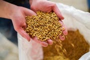Hopfen und Gerste verloren: Für kleine Brauereien ist es schwierig, kostendeckend zu arbeiten. (Bild: Keystone)
