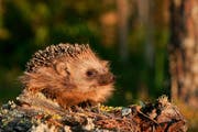 Ein Igel im Wald. (Bild: Fotolia)