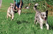 Hunde lieben es, in der Natur herumzutollen. Die Tierhalter sind dafür verantwortlich, dass es dabei nicht zu Problemen kommt. (Symbolbild: PD)